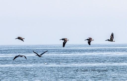 "The image captures brown pelicans soaring gracefully over the Gulf of Mexico, their large wings spread wide as they glide effortlessly above the shimmering water. Their elongated beaks and distinctive throat pouches are visible, adding to their unmistakable silhouette against the open sky. The ocean below reflects sunlight in a soft, rippling pattern, complementing the steady flight of the birds. Whether scanning the water for fish or simply riding the coastal breeze, the pelicans exude a sense of both purpose and tranquility—nature’s skilled aviators in motion." Copilot