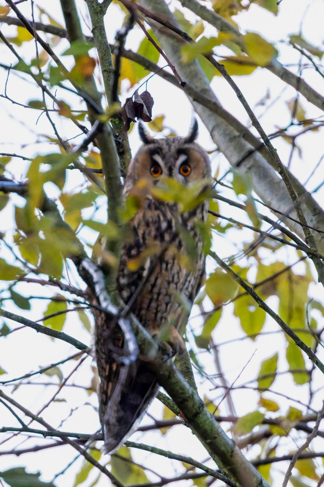 Long eared owl