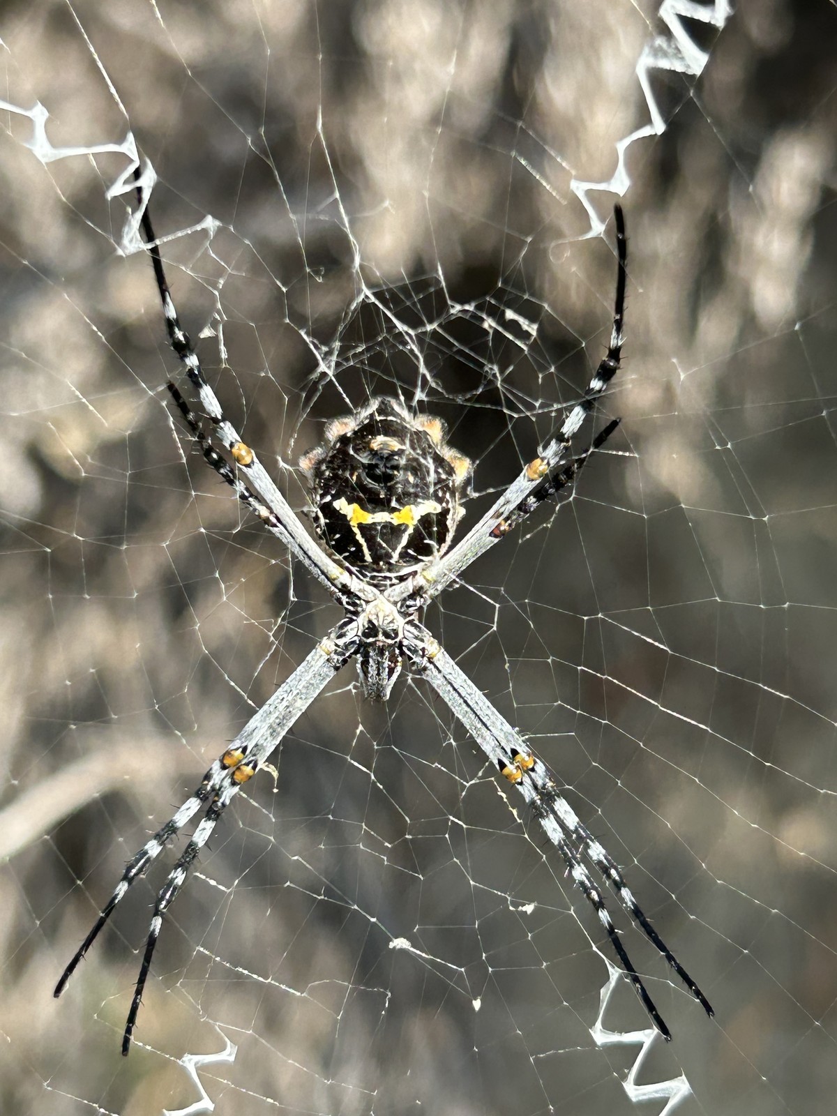 A spider waits for prey in the center of its web. Viewed from its underside the spider has yellow and grey spots on its body. Its legs are grey with black banding. 