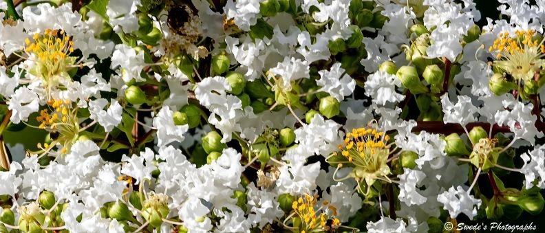 Whispers of White

"A cluster of blooming white crepe myrtle flowers bursts into delicate ruffles, each petal soft and crinkled like handmade lace. The blossoms are luminous, their snowy white hue catching the light with a gentle shimmer. At the heart of each flower, bright yellow stamens rise like tiny suns, adding warmth and contrast to the cool petals.

Surrounding the open blooms are tight green buds, round and expectant, hinting at more blossoms to come. The buds form a textured halo around the flowers, like a promise of continued bloom. The background is softly blurred, allowing the intricate details of the flowers to stand out in sharp relief.

The composition feels intimate and alive—like a close-up whisper from the garden. The image captures not just the beauty of the crepe myrtle, but its moment of emergence, where bloom and potential coexist." - Microsoft Copilot