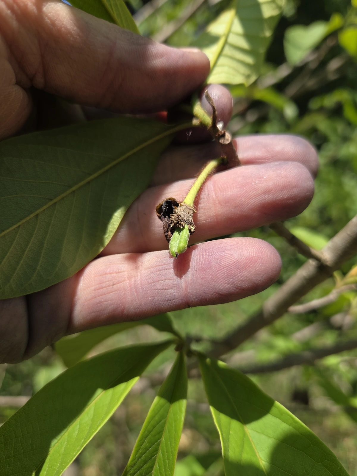 Pawpaw fruit!? A tree on city property that was planted by local stormwater folks.