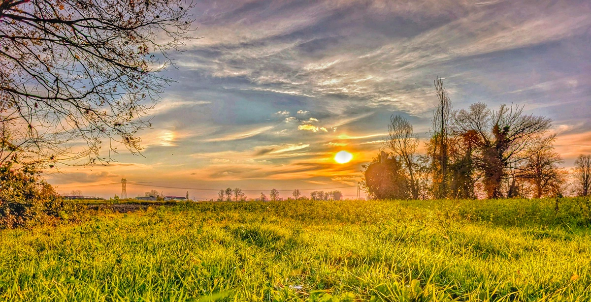 Golden light spreads across a quiet field as the sun sinks toward the horizon, warming the tall grass and outlining the bare trees in soft orange. Wisps of clouds stretch across the sky while the landscape rests in complete stillness.