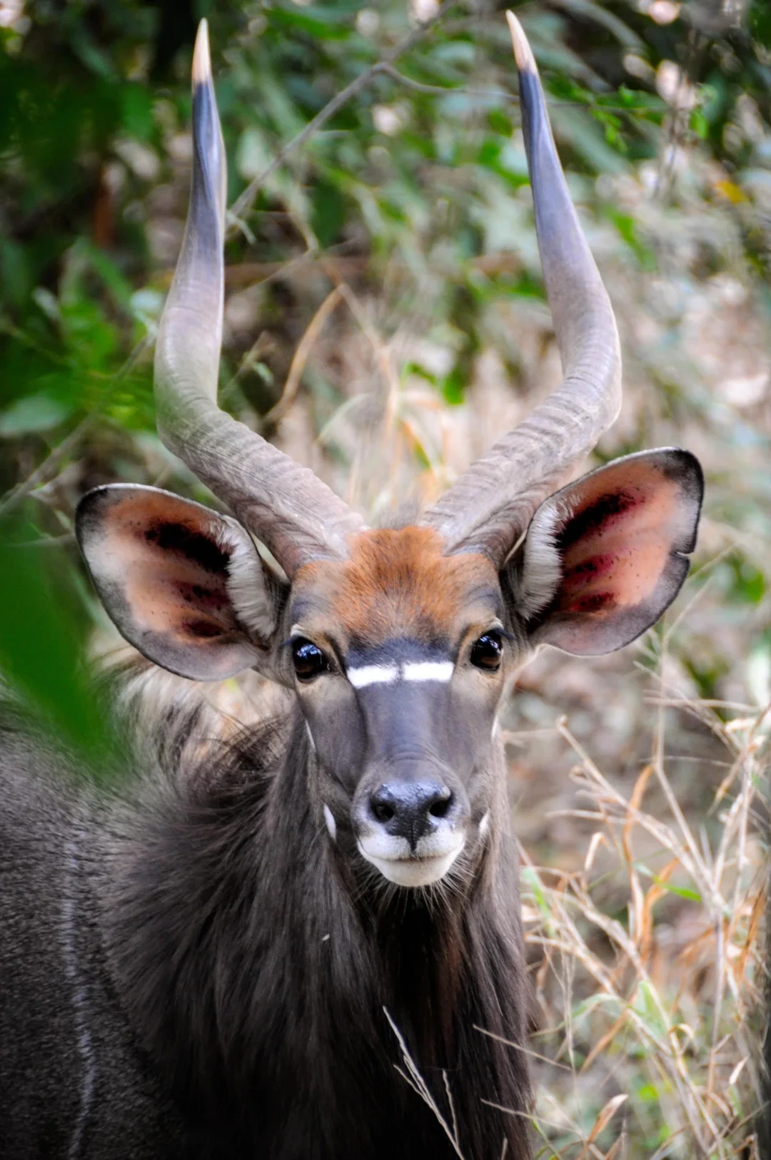 The Kudu