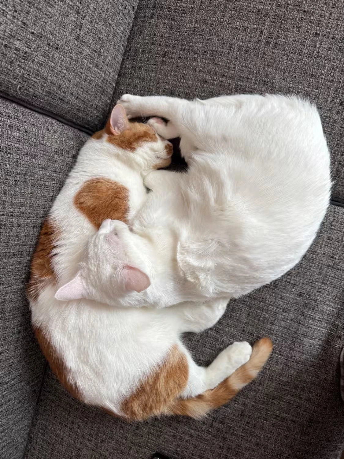 Lovers or brothers?