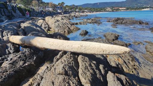 Photo of a long and pointy piece of driftwood.