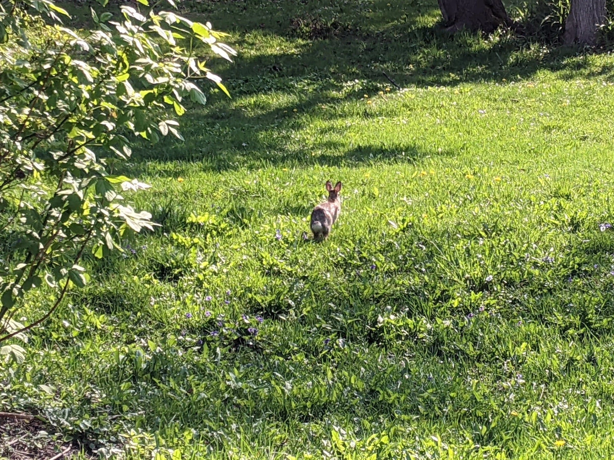 On a sunny day, a wild rabbit runs away from me