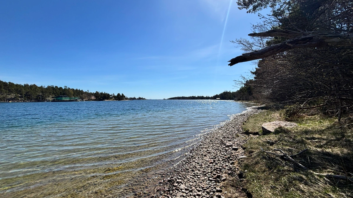 Photo of a sunny shoreline with clear water and sandy bottom, a meter of rocks aling the shore, and then grass and forest.