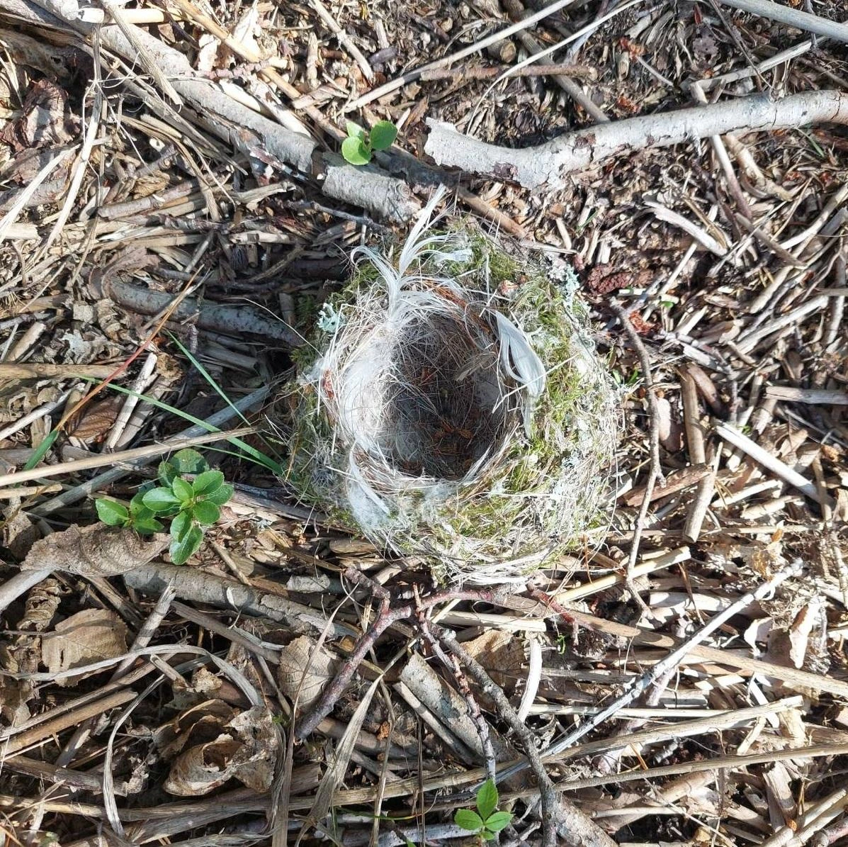 Photo of a tiny bird's nest we almost stepped on as it was just on the ground.