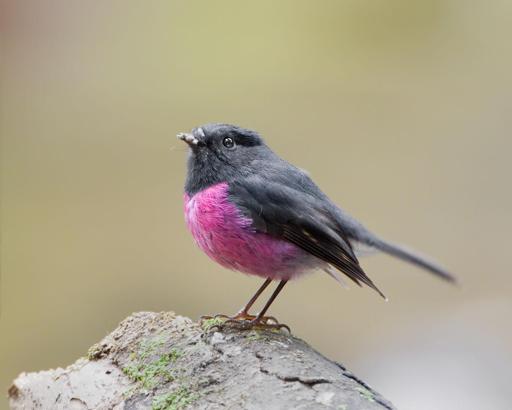 photo d'un oiseau appellé Miro Incarnat, Il a la taille d'une main de  et aborre un plumage rose et bleu