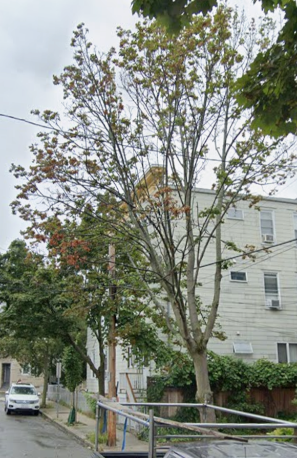 old tree