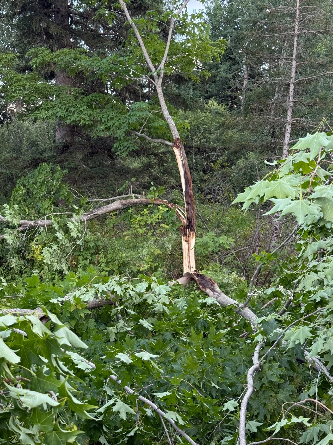 We had some high winds earlier today, and a tree came down in my yard