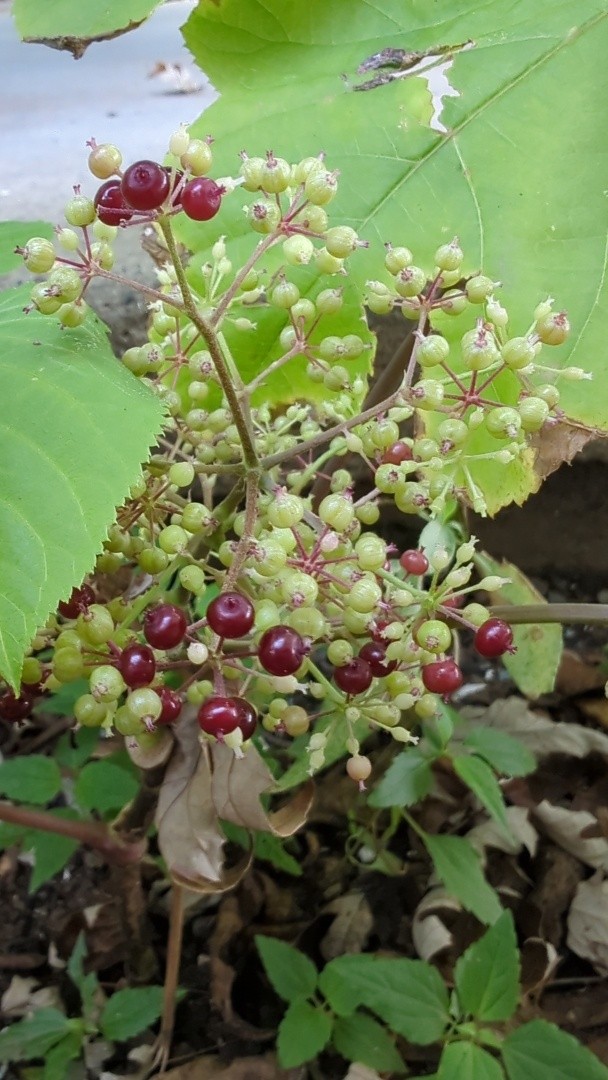 Closeup on a cluster of tiny Aralia racemosa berries growing on a short shrub. Most of them are still green, and there are even a few flowers left, but some are a dark dark purple. These ripe few look very juicy.