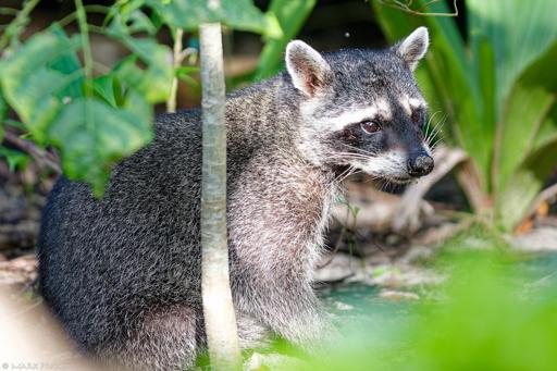 One of the residents of Parque Nacional Manuel Antonio in Costa Rica.