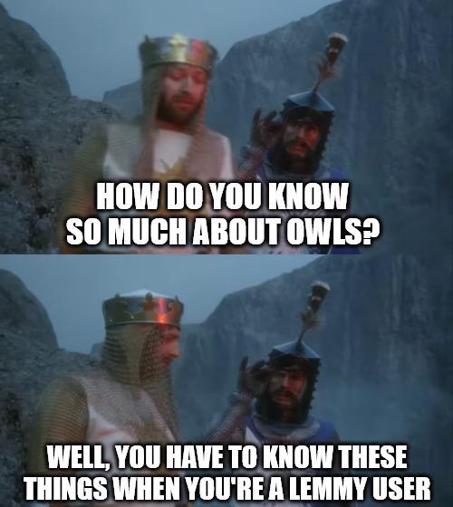 How do you know so much about owls? Well, you have to know these things when you're a lemmy user.
