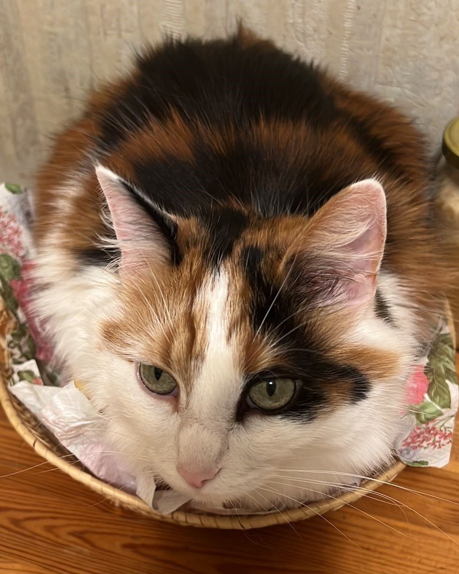 Kitty in a candy basket, crouched.