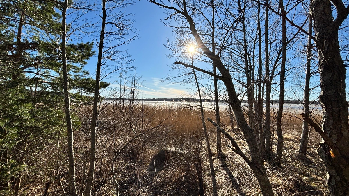 Photo through some trees to blue skies over a frozen bay.