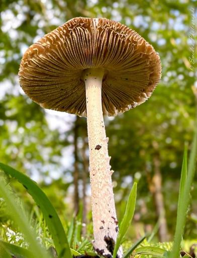 Nature’s Little Tower

"This image captures a close-up of a mushroom from a low angle, emphasizing the delicate gills beneath its cap and the textured stem anchoring it to the forest floor. The cap is light brown, with intricate, layered gills visible underneath. The mushroom stands tall amid green grass and foliage, with a softly blurred background of leaves and trees, suggesting a natural woodland setting. The perspective highlights the beauty of fungi in their environment, making the mushroom appear almost majestic." - Copilot