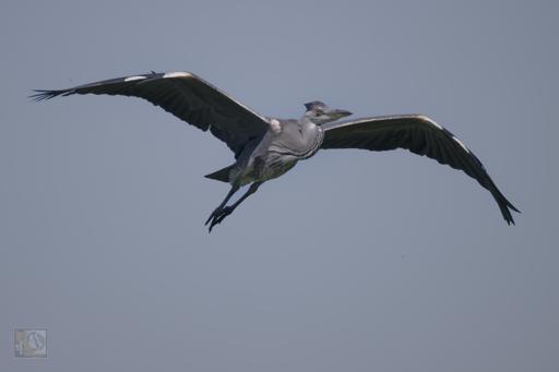  heron in flight
