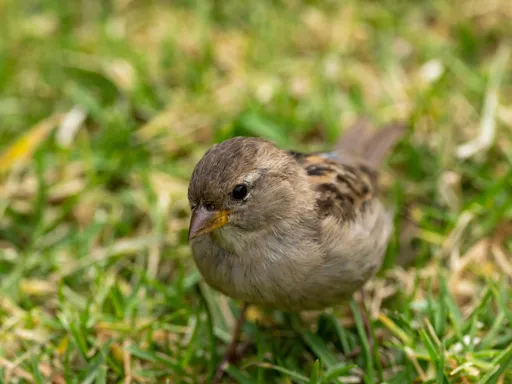 Closeup of a cute sparrow on grass covered ground