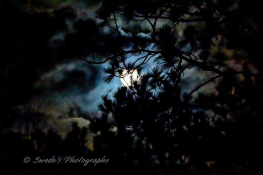 "The moon rises gracefully, casting its glow through a tangle of tree branches. Their silhouettes form an intricate web against the softly illuminated sky. Wisps of dark clouds drift like whispered secrets, their edges kissed by silver light. The forest stands in quiet reverence, holding its breath as the moon’s brilliance filters through, creating shifting patterns of shadow and glow. It is a scene of mystery, a moment suspended between night’s stillness and the celestial watchful gaze." - Copilot