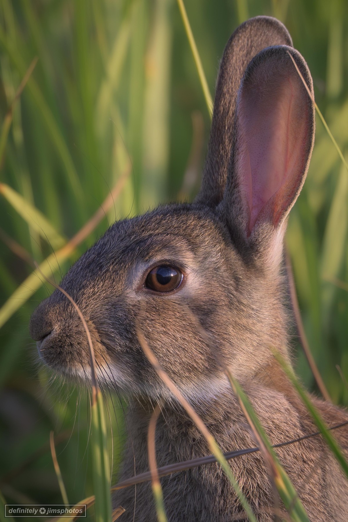 a side profile of a rabbit