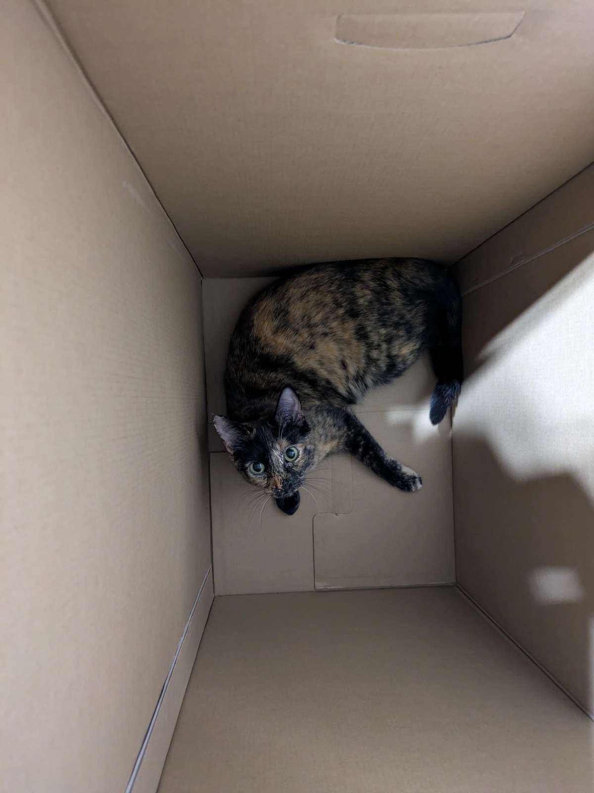 kitty in a box.