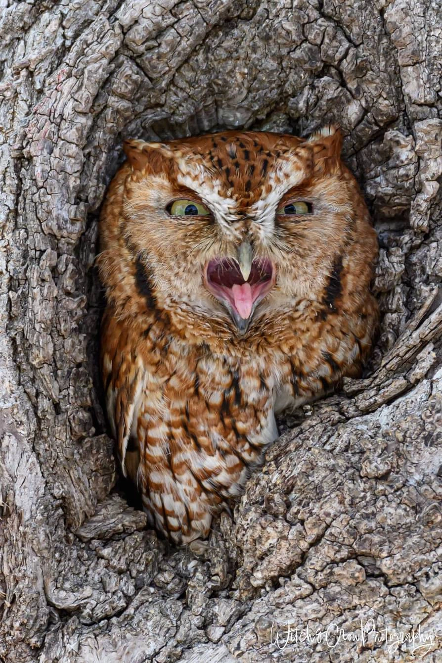 How do you feel about humans, Mr Owl?