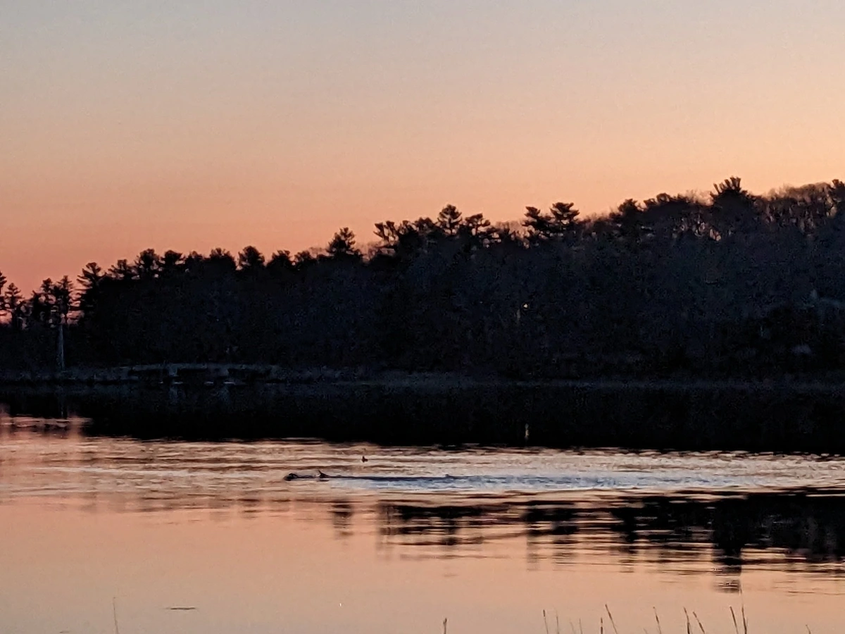 Waterfowl making small waves in the water, reflecting a sunset