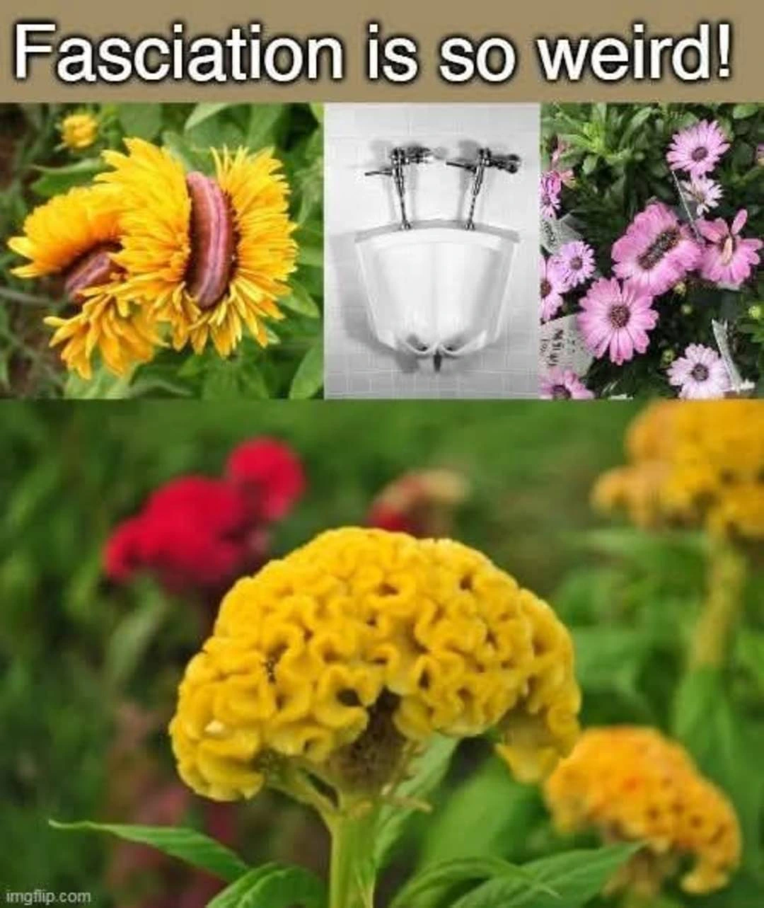 Fascinating fasciation