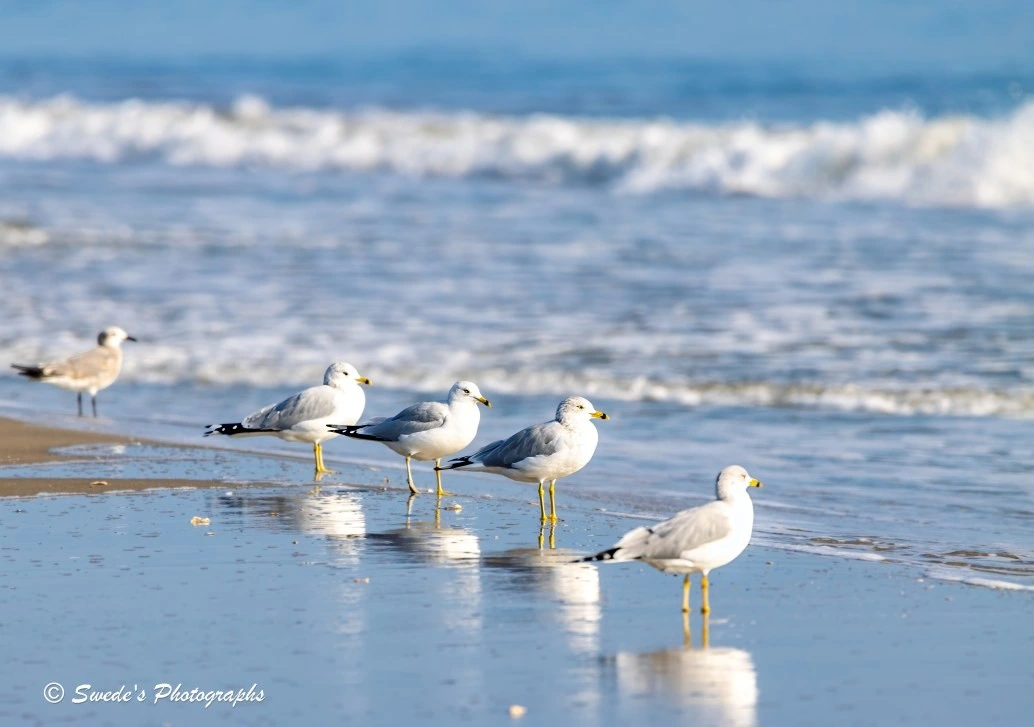 "Four Laughing Gulls (Leucophaeus atricilla) stand in quiet formation on the wet sand of a beach, their slender bodies upright, their black hoods and white underbellies sharply defined against the silvery sheen below. Each gull gazes out toward the sea, as if contemplating the horizon or waiting for a signal from the tide. Their reflections shimmer beneath them—soft, elongated echoes in the damp sand, doubling their presence in a mirror of stillness.

The ocean behind them rolls in gentle waves, low and rhythmic, brushing the shore with a hush. The sky is clear, the light diffuse, and the entire scene feels suspended in a moment of quiet anticipation.

Off to the left edge, slightly out of focus, stands a lone Forster’s Tern (Sterna forsteri), its posture mirroring the gulls—head tilted toward the sea, legs planted in the wet sand. Though blurred, its presence adds a note of asymmetry and quiet contrast, like a footnote in a coastal ledger.

The composition is serene and deliberate, capturing a shared gaze among species, a moment of collective stillness before flight or tide." - Microsoft Copilot and the photographer