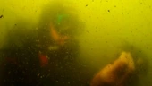 Spain’s unique Mar Menor, 10 years after infamous pollution episode: From the ‘green soup’ to ‘a tiny Mediterranean’