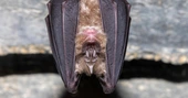 Nature reserve extension gives boost to rare bats