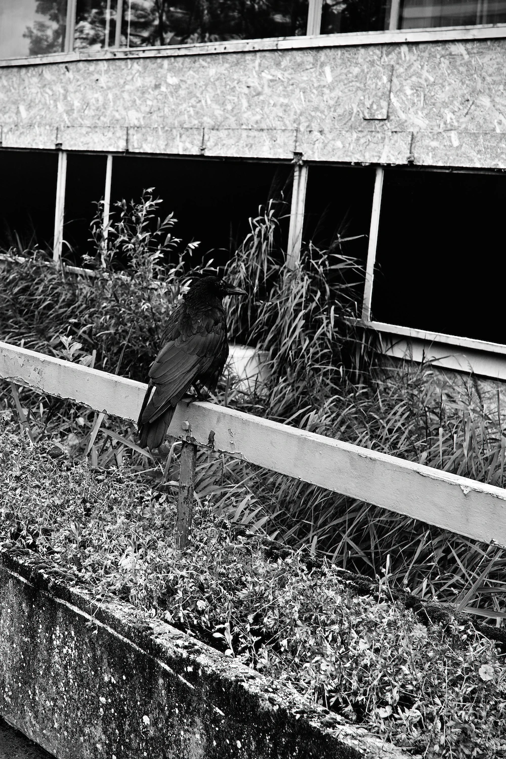 A high contrast black and white image of a rook, perced on a wooden railing. It's keeping an eye on the photographer, in case he turns out to be dangerous or made out of food.