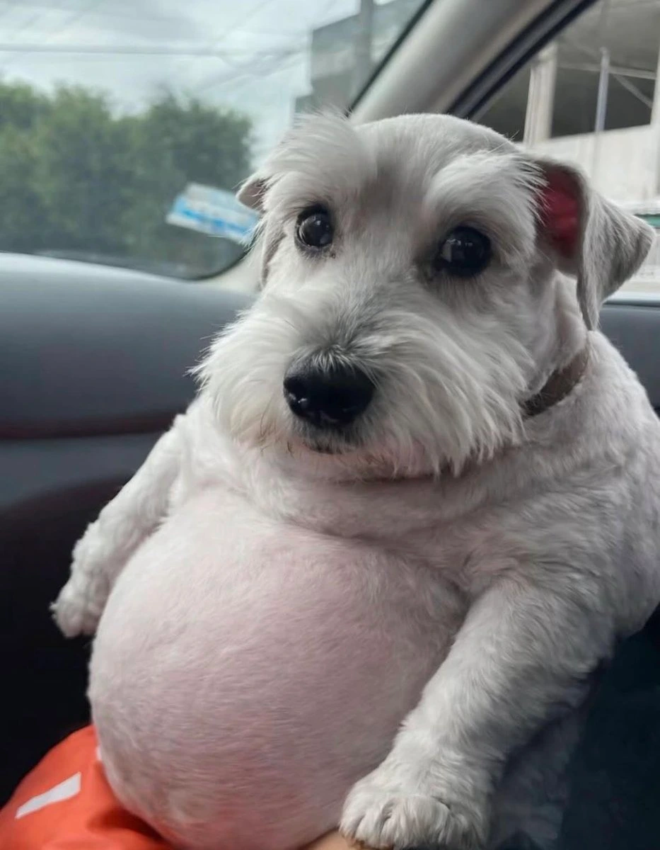 "Pay attention to what your body is telling you".....𝗠𝘆 𝗕𝗼𝗱𝘆: go grab a cinnamon roll the size of a tire