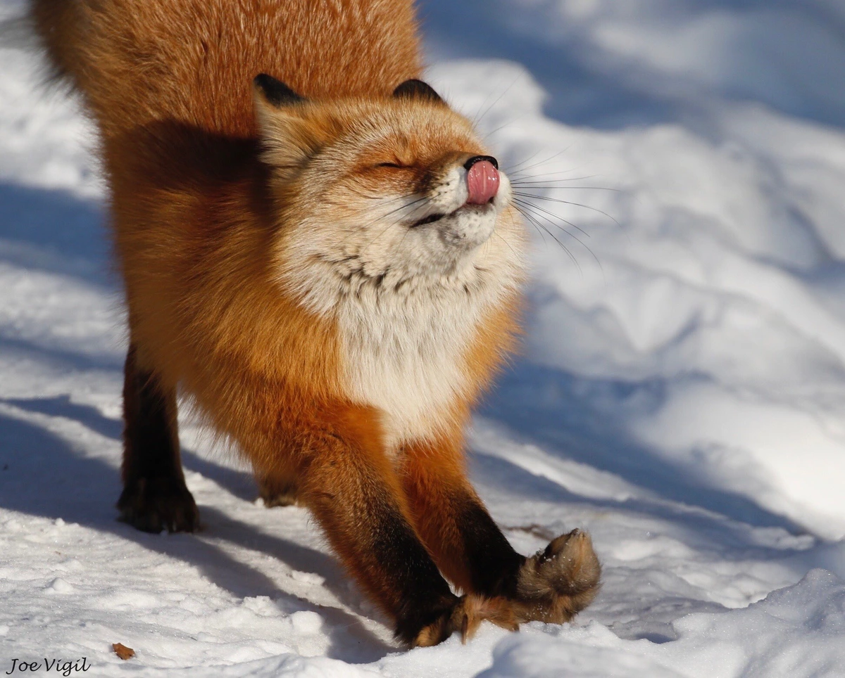 Red fox stretching out on snow while licking its nose