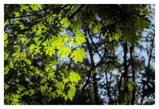 Some green maple leaves lighting up brightly with the sun shining through them
