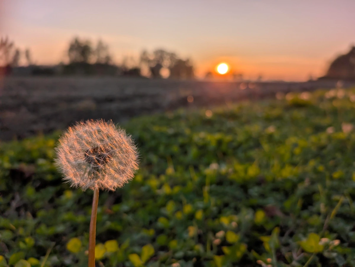 Close-up of a dandelion puff illuminated by the warm light of a sunset, with a blurred background of green grass and an orange sky.