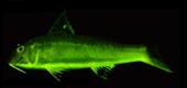 Fish biofluorescence has evolved more than 100 times in 112 million years, researchers reveal
