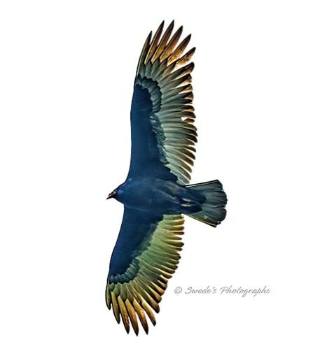 "This turkey vulture is captured in mid-flight from below, displaying an impressive wingspan and detailed feather patterns. The vibrant blue hues contrast beautifully with the green and brown gradients at the wing tips, adding a striking visual effect. The watermark "© Swade's Photographs" in the bottom right corner credits the photographer's artistic work." - Copilot