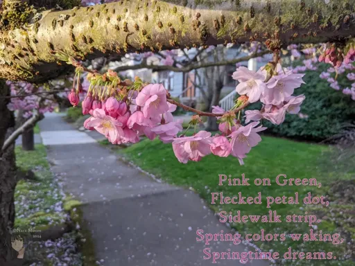 Sakura sprig under a branch. Lawn and sidewalk dotted with pink petals in background.