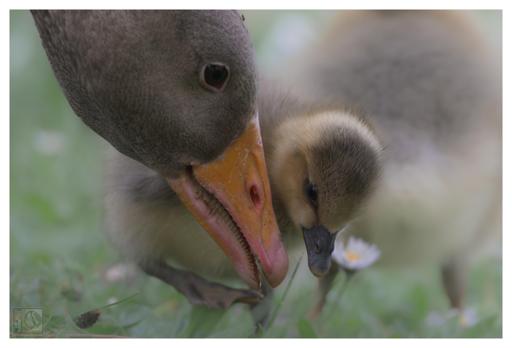 A photo of a parent goose and her Gosling