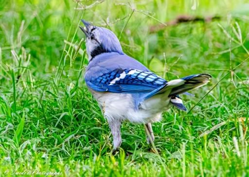 "The image captures a striking blue jay standing amidst lush green grass. Its feathers shimmer with vivid hues of blue, accented by white and black patterns on its wings and tail. The bird’s sharp, curved beak is slightly open, revealing the peanut it has triumphantly grasped—perhaps a prized find from the morning’s scavenging. Its eyes, dark and alert, reflect a keen intelligence, ever watchful of its surroundings. The background is softly blurred with foliage, enveloping the scene in a peaceful, natural glow. The delicate details of the bird’s plumage and the earthy textures of the grass add to the richness of the moment." - Copilot