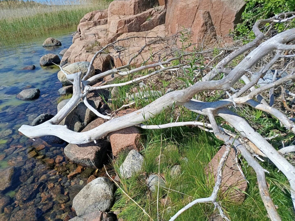 Photo of a weathered greym white branch laying by the sea,