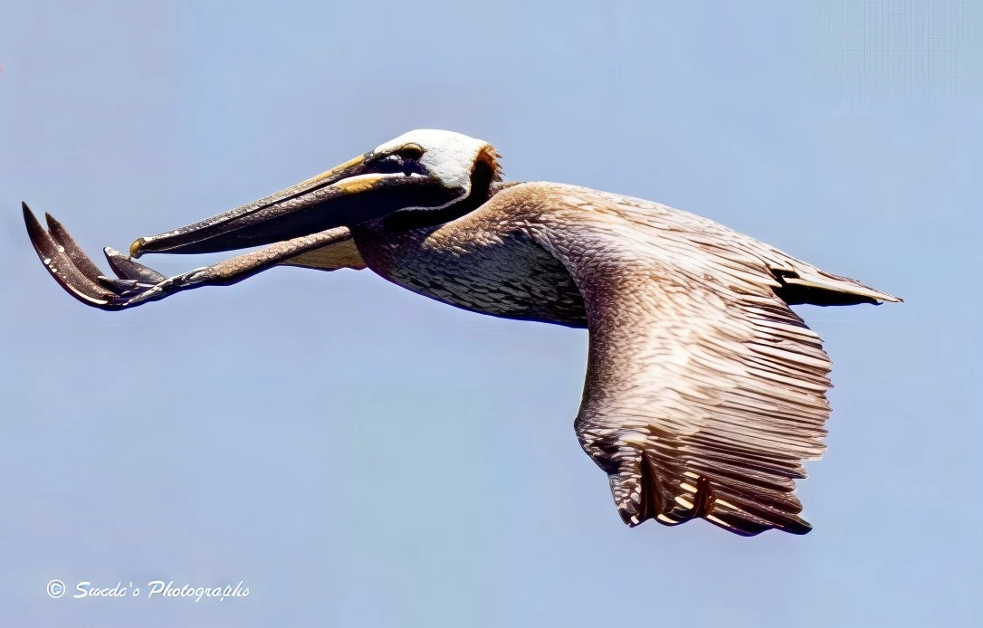"A lone brown pelican glides through a cloudless blue sky, wings fully outstretched like a great, feathered sail. Its plumage is a tapestry of earthy browns and soft grays, each feather etched with wind-worn wisdom. The bird’s body is angled slightly upward, suggesting a gentle ascent or a moment of suspended grace. But the most striking—and surreal—detail lies in its beak: instead of the long, pouch-like bill typical of pelicans, this one bears a crab claw. The claw is seamlessly integrated, curving downward with a chitinous sheen, as if nature had whimsically rewritten its own rules. The juxtaposition is both humorous and uncanny, transforming this majestic seabird into a creature of myth or dream. The background is pure azure, a vast canvas that amplifies the pelican’s altered elegance. In the bottom left corner, the image is signed “© Swede's Photographs,” grounding the surreal flight in a moment of artistic authorship." - Microsoft Copilot