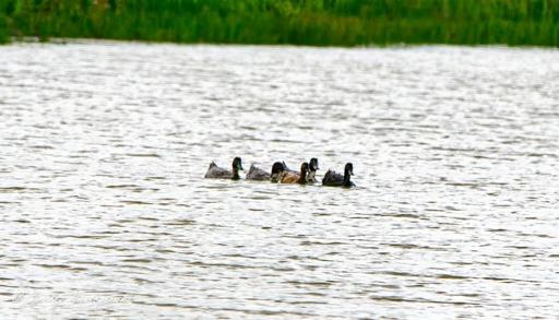 Five Floating Friends

"This image captures five ducks gracefully swimming together in the middle of a calm lake, their movements creating gentle ripples across the water’s smooth surface. The ducks appear close-knit, forming a natural, flowing pattern as they glide forward in unison. Their reflections shimmer slightly, distorted by the subtle waves. In the background, a lush green shoreline frames the lake, adding depth and contrast to the tranquil scene. The overall feeling is one of peace, harmony, and quiet companionship—a snapshot of nature at its most serene." - Copilot