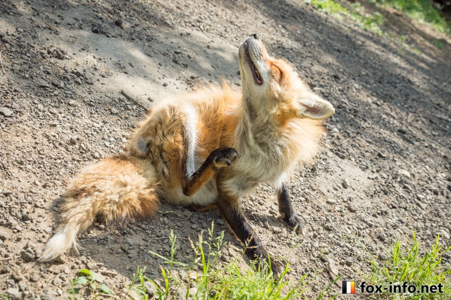 Fox having a good scratch