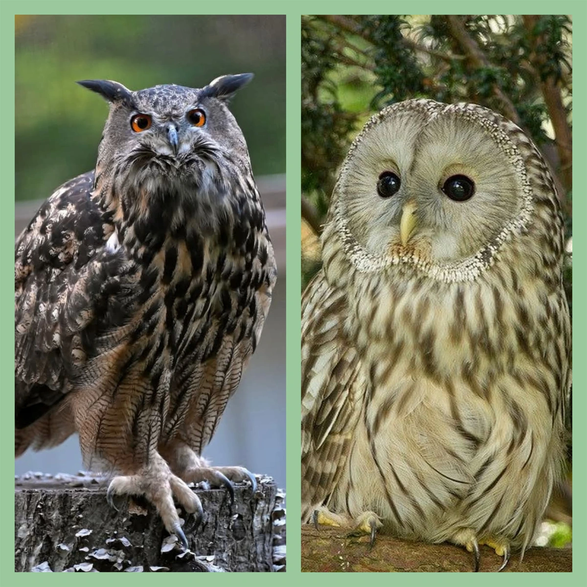 OPEN - OotY Round 9 - Eurasian Eagle vs Ural