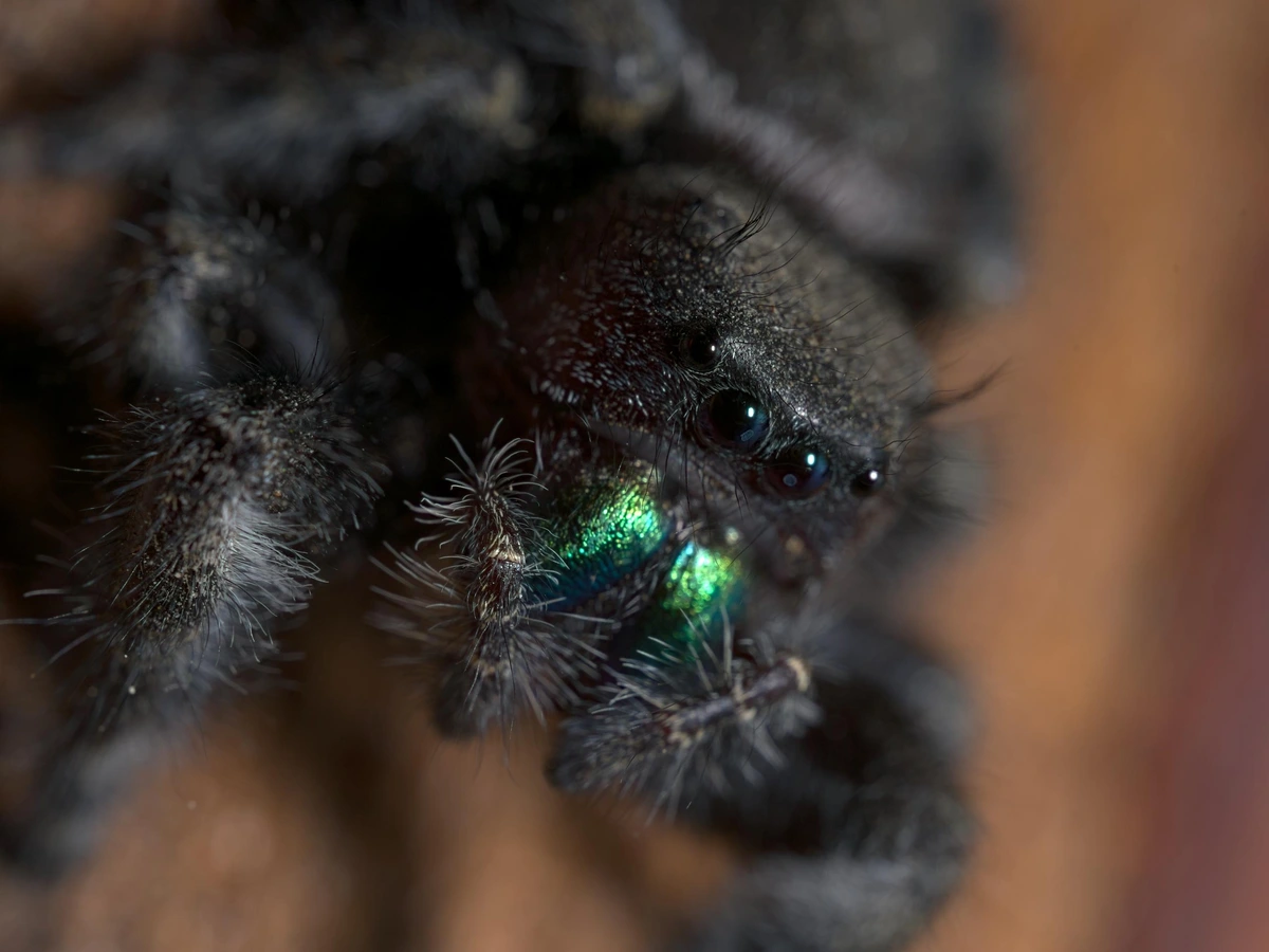 A macro photo of a jumping spider, you can see the green reflection of its chelicerae