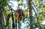 Meet the Kangaroos That Live in Trees