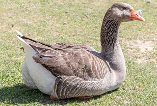 Portrait of a Greylag Goose

The image showcases a Greylag Goose (Anser anser domesticus) comfortably nestled on a patch of vibrant green grass. The goose displays its classic greyish-brown plumage, with darker tones on the wings and back. Its orange beak stands out vividly, contrasting with the muted gray of its head and neck. The natural setting hints at a calm and serene atmosphere, highlighting the domesticated bird in its tranquil resting state.
